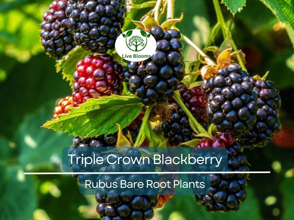 3 Triple Crown Blackberry Plants – Thornless Bare Root Bushes – Heavy Yields, Sweet Fruit, Easy to Grow Berry Shrubs