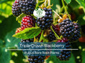 3 Triple Crown Blackberry Plants – Thornless Bare Root Bushes – Heavy Yields, Sweet Fruit, Easy to Grow Berry Shrubs