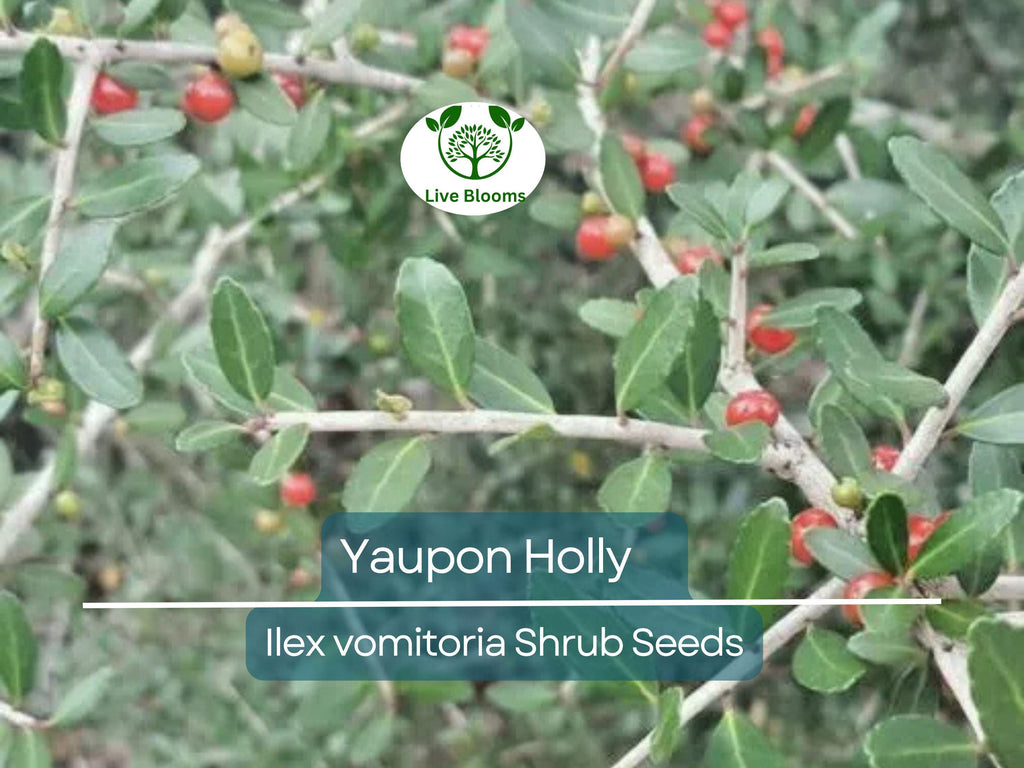 40 Yaupon Holly Seeds (Ilex vomitoria), Tea Shrub, Evergreen Hedge, Native Shrub, Edible Leaves, Bush, Tea Plant, Garden Starter