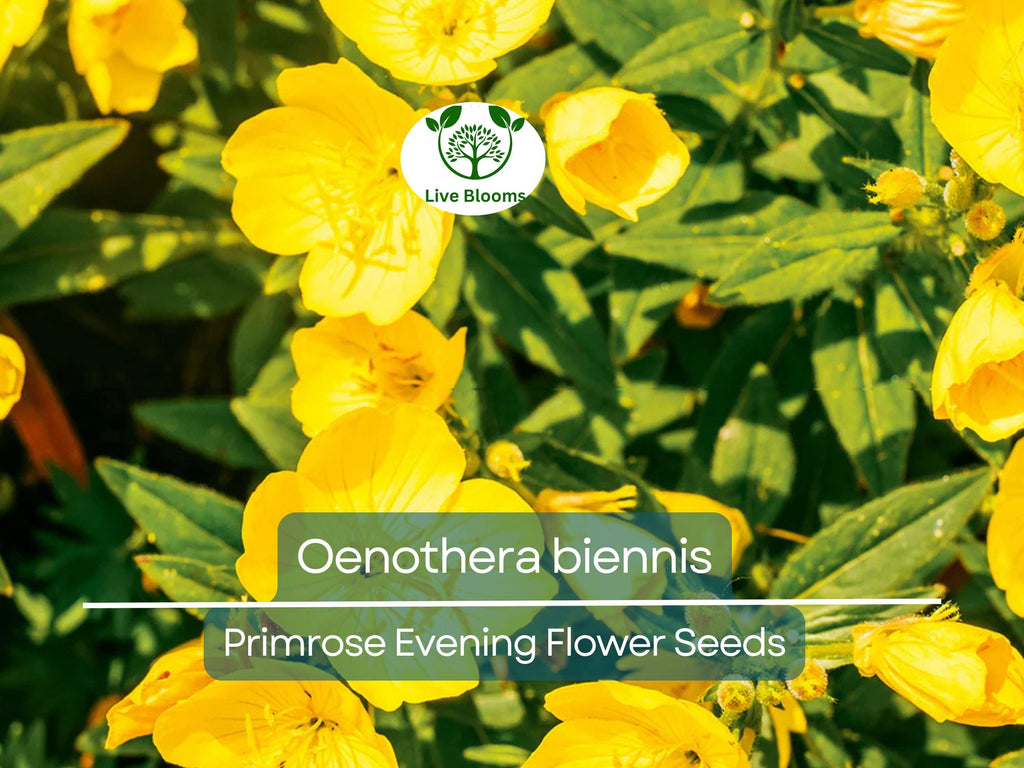 200 Seeds Primrose Evening (Oenothera biennis) Wildflower - Evening Blooming, Hardy Perennial, Attracts Pollinators, Easy to Grow for Garden