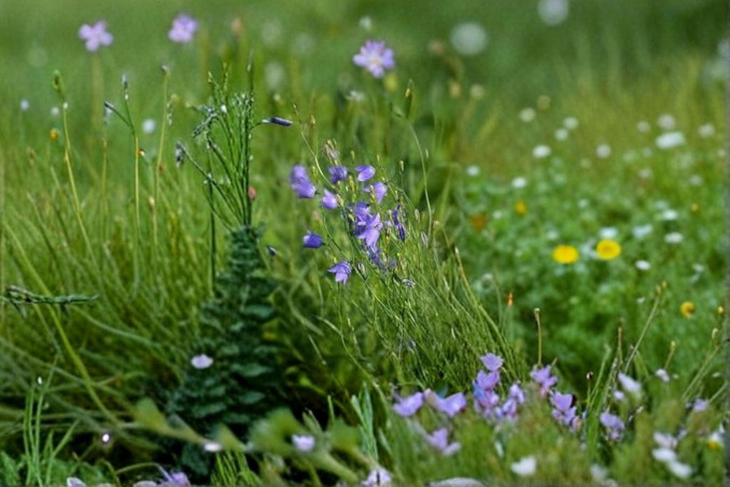 Campanula rotundifolia/Harebells – 100 Seeds | Native Perennial Wildflower | Delicate Blue Blooms | Pollinator-Friendly