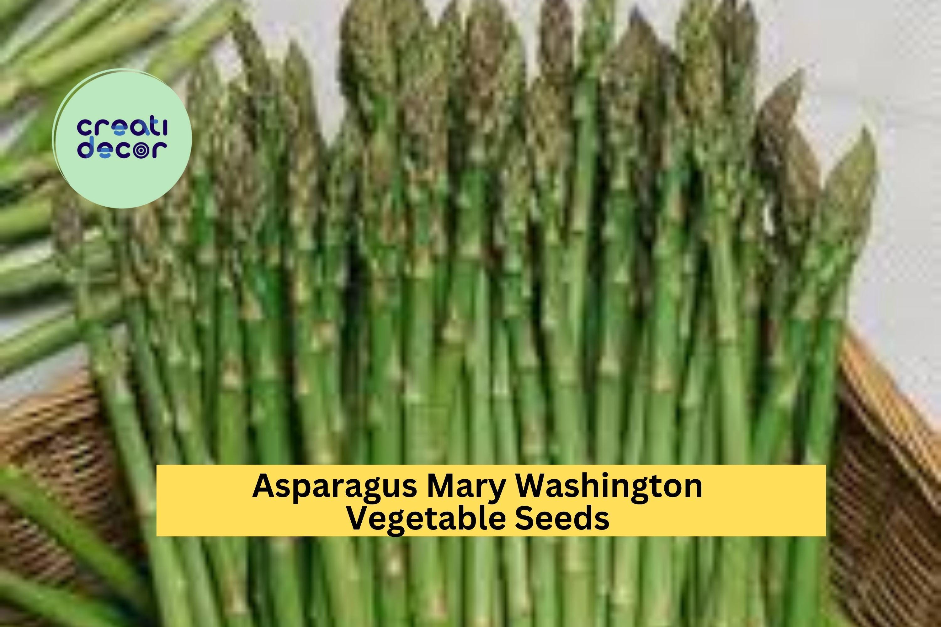 3pcs x 1g Asparagus Mary Washington Seeds – Heirloom Variety for Garden Beds or Rows – Perennial Vegetable Crop Seeds for Planting