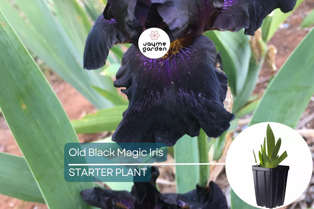Old Black Magic Iris – Quart Pot | Fragrant Black Flowers | Hardy Perennial | Zones 3-10