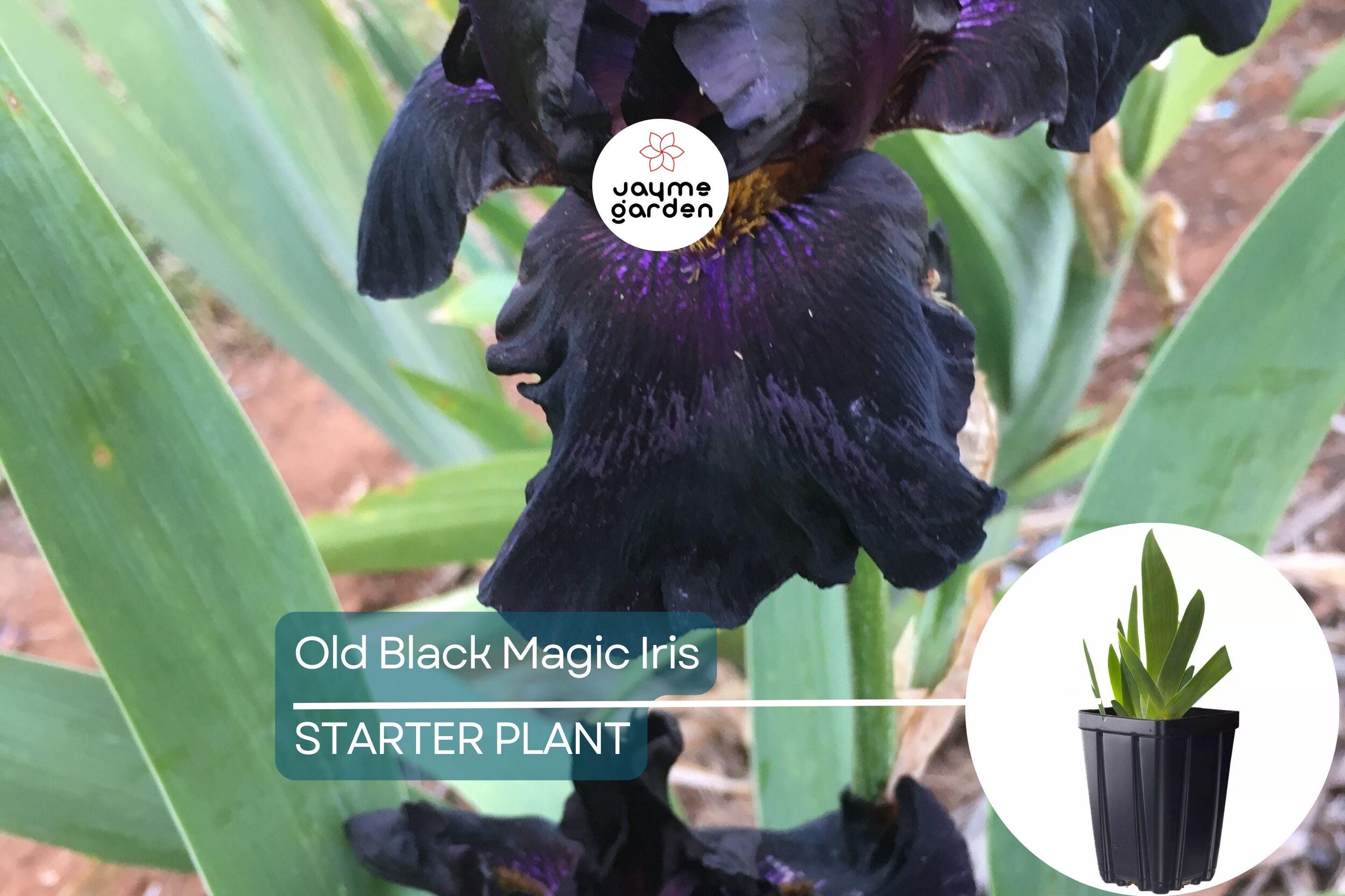 Old Black Magic Iris – Quart Pot | Fragrant Black Flowers | Hardy Perennial | Zones 3-10
