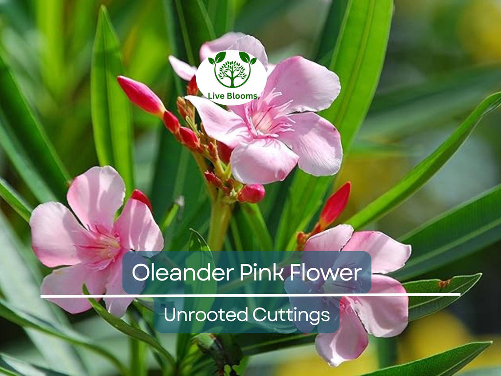 7 Oleander PINK Live Flower Plant Unrooted Cuttings, Nerium oleander, 7" Long, Ready to Root, Easy Propagation, Pink Flowering Shrub Cutting