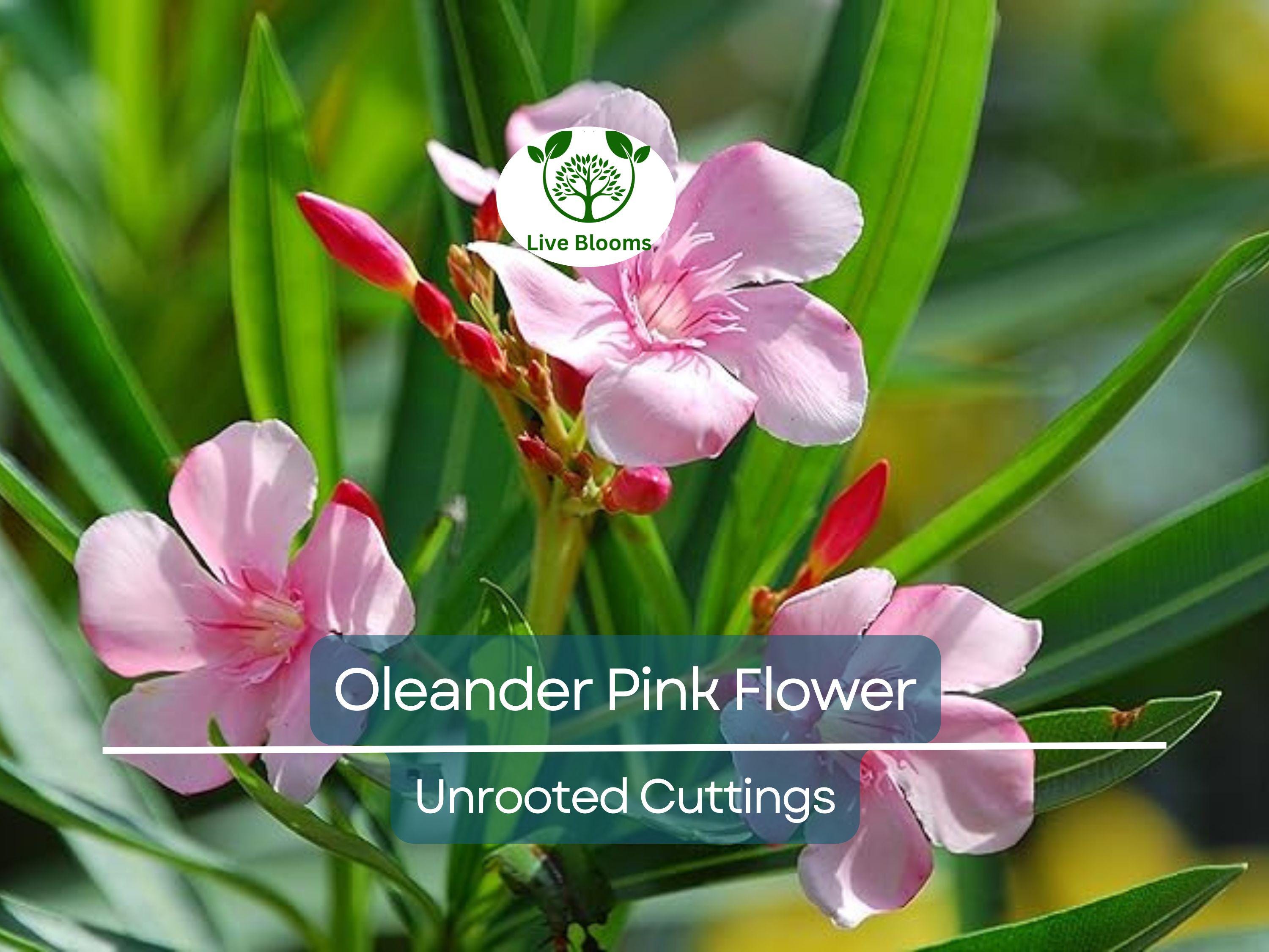 7 Oleander PINK Live Flower Plant Unrooted Cuttings, Nerium oleander, 7" Long, Ready to Root, Easy Propagation, Pink Flowering Shrub Cutting