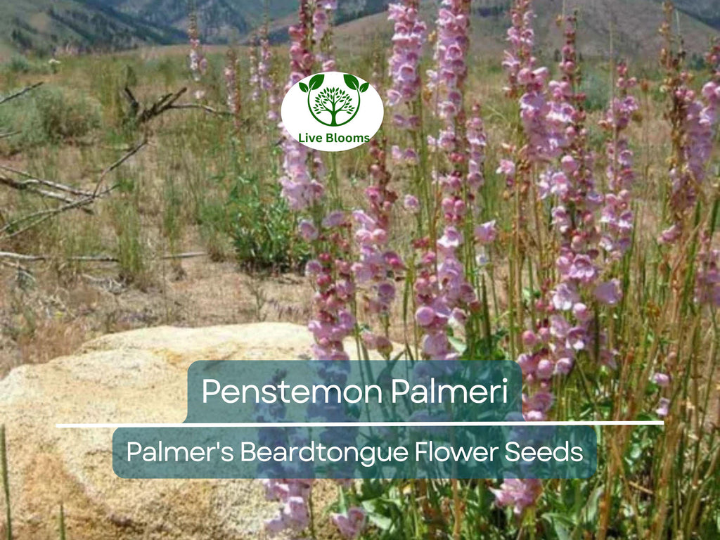 100 mg Seeds Penstemon Palmeri (Palmer's Beardtongue) for Planting | Fragrant Native Wildflower for Dry, Rocky Soils & Pollinator Gardens