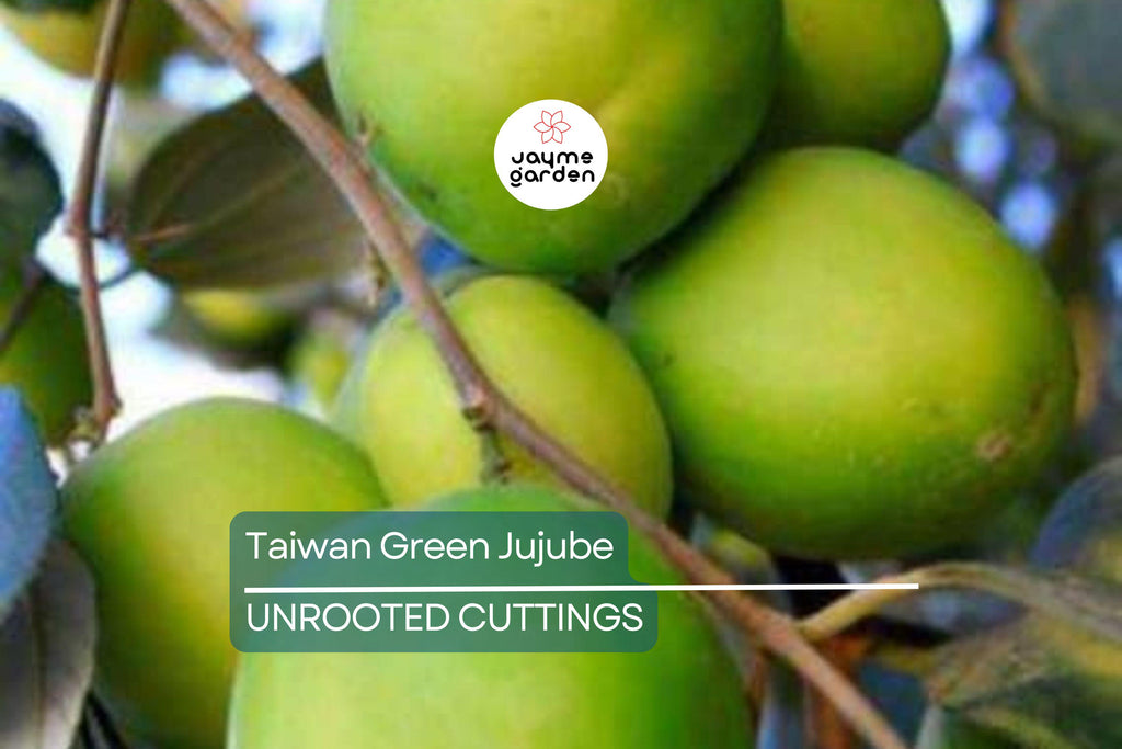 Taiwan Green Jujube – 4 Unroot Cuttings, 10" Long, Juicy Sweet Fruit 19 Brix, Large Harvest Tree
