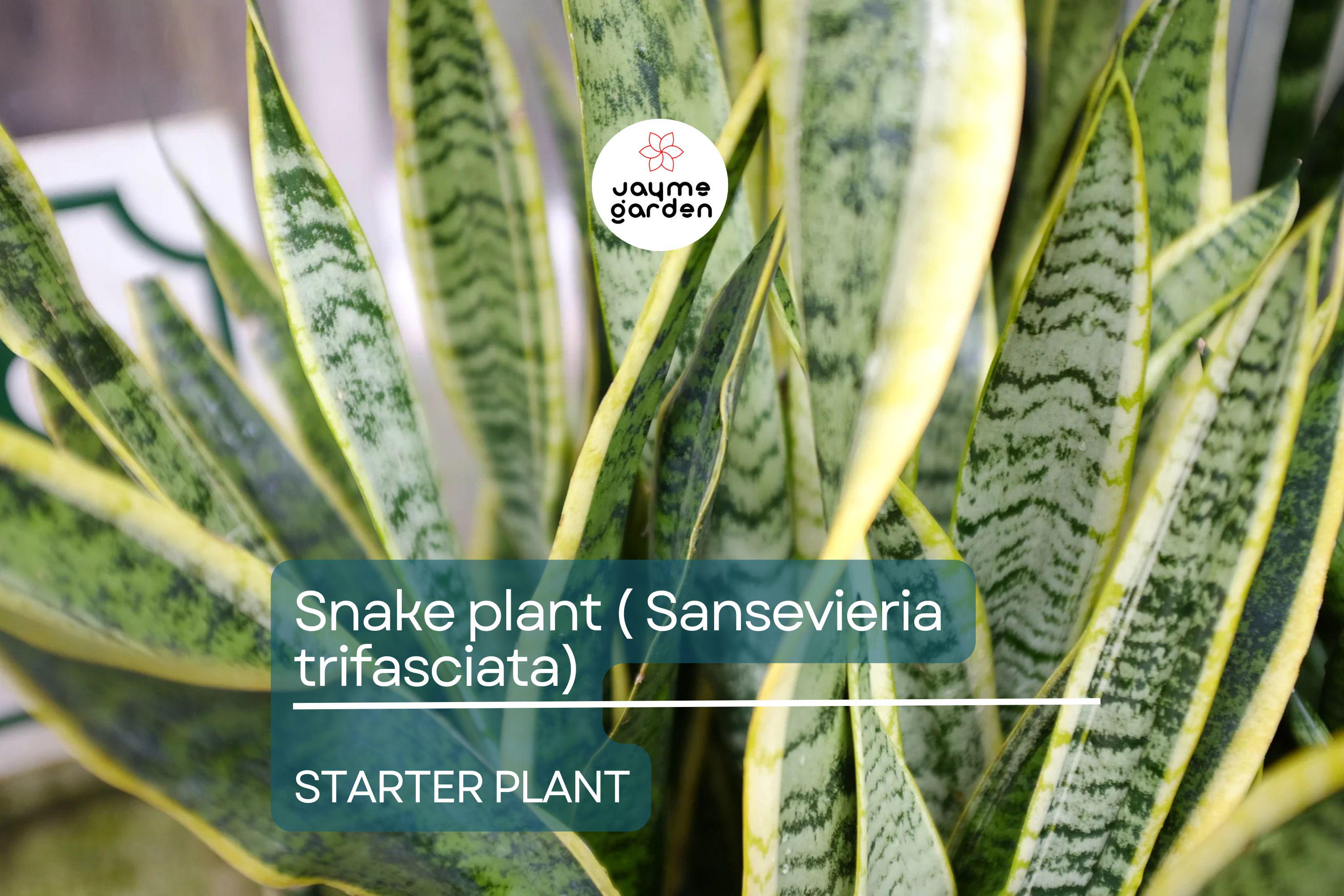 Snake Plant Starter (Sansevieria trifasciata) – Easy Care, Air-Purifying Indoor Plant with Striking Upright Leaves, Live Plant