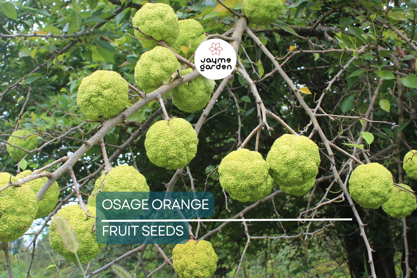 50 Osage Orange Tree Seeds (Maclura pomifera), Bois D'Arc Fresh Seeds, 8-15' Tall, Free Shipping