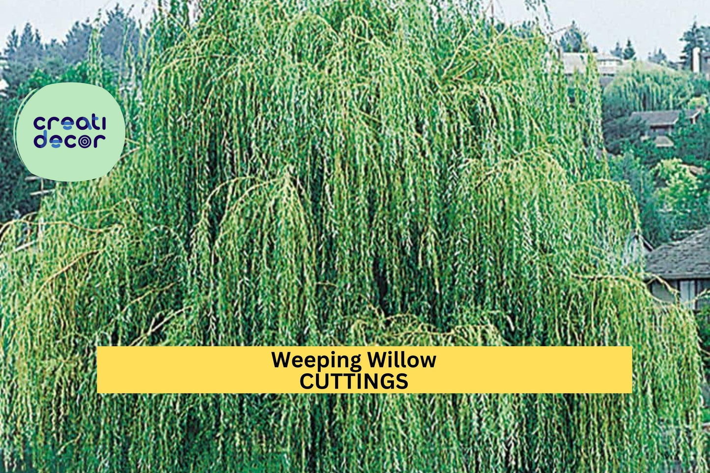 5 Weeping Willow Trees | Salix Babylonica Bare Root | 14–24" Bright Green Starter Trees | Fast Growing Landscape Tree