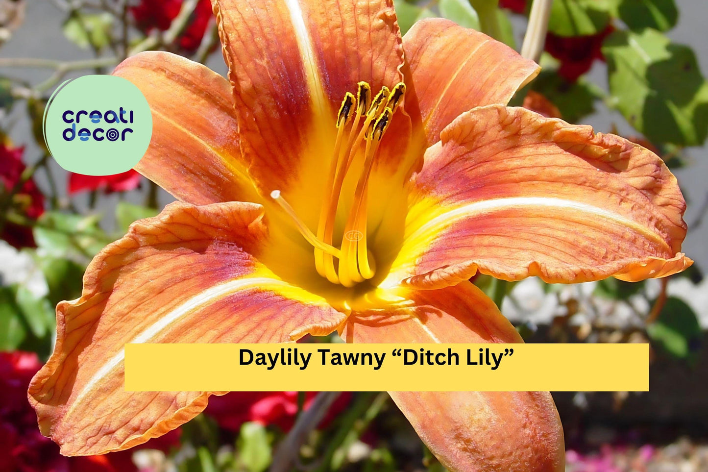 40 Big Bare Root Plants - Daylily Tawny “Ditch Lily” , Hardy Perennial Flowers for Garden Borders, Landscaping, Easy to Grow Blooms