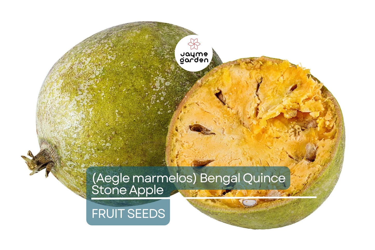 10 Bael Fruit Tree (Aegle marmelos) Seeds – Bengal Quince, Sacred Stone Apple, Rare!