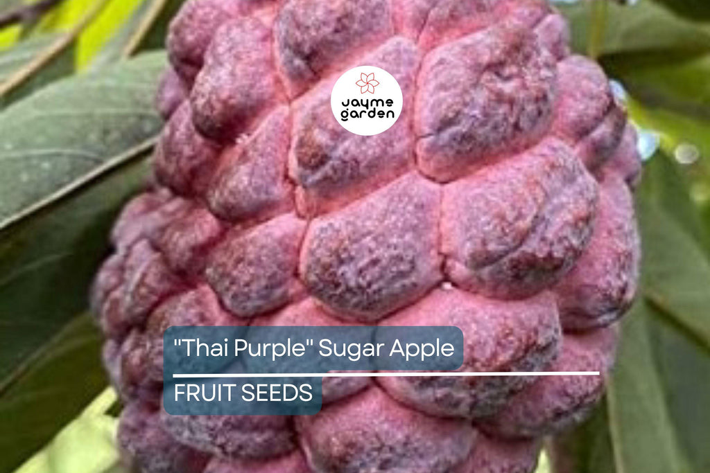 10 Thai Purple Sugar Apple Seeds (Annona squamosa) – Rare Sweet Tropical Fruit Tree