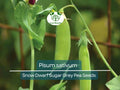 40 Seeds Pea Snow Dwarf Sugar Grey – Pisum sativum | Heirloom Snow Pea Seeds for Planting, Gardening & Crisp Sweet Harvests