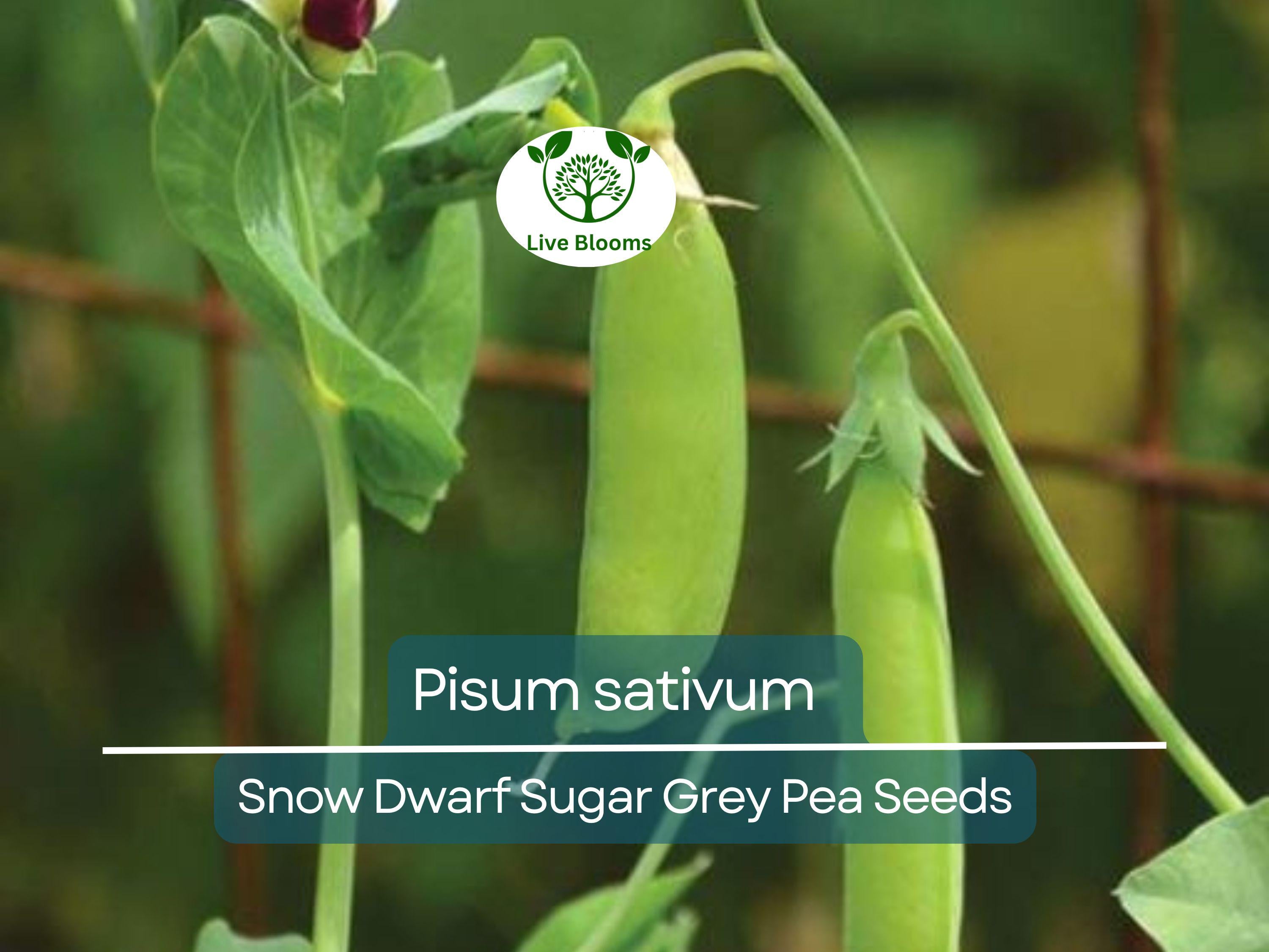 40 Seeds Pea Snow Dwarf Sugar Grey – Pisum sativum | Heirloom Snow Pea Seeds for Planting, Gardening & Crisp Sweet Harvests