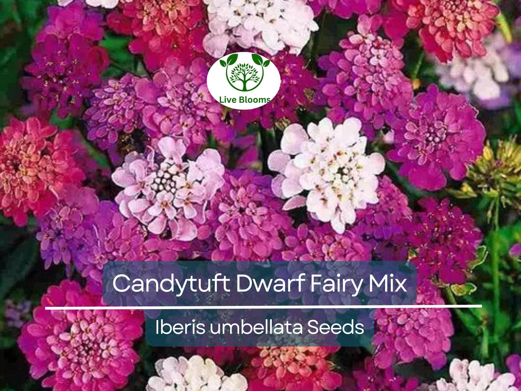 1000 Candytuft Dwarf Fairy Mix Seeds - Iberis Umbellata, Heirloom, Groundcover, Non-GMO, Pollinator Flower Seeds
