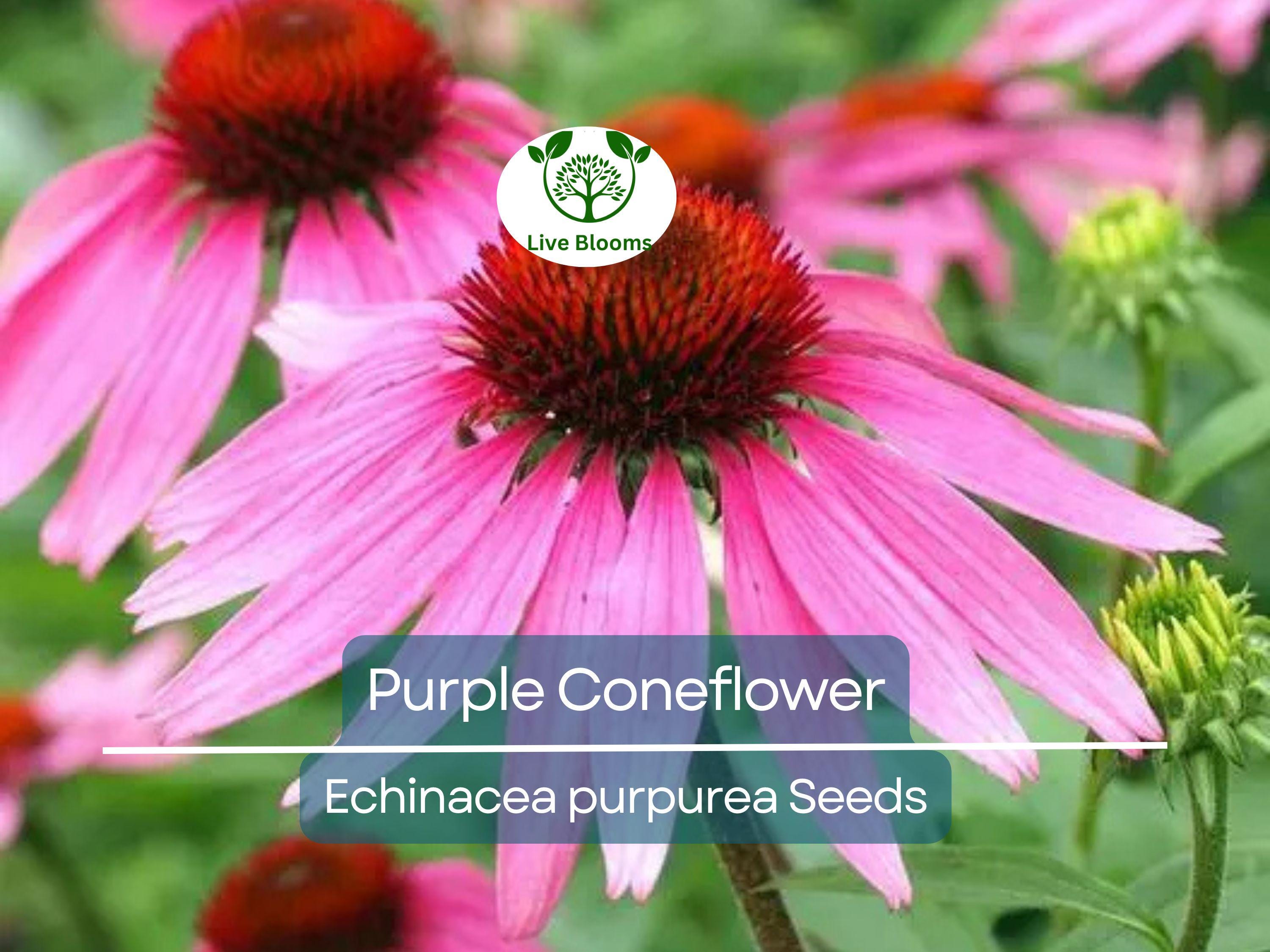 200 Seeds Purple Coneflower Echinacea Purpurea Perennial Pollinator Flowers Non-GMO, Hardy, Cut Flowers, Easy to Grow, Garden Plant