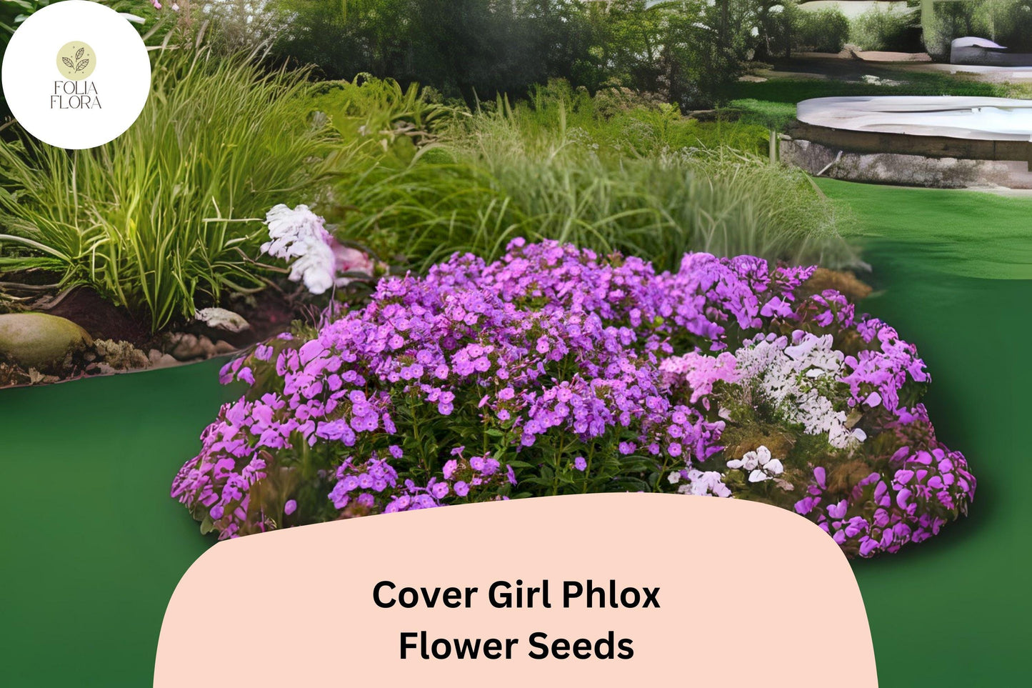 100+ Cover Girl Phlox Seeds for Planting | Phlox drummondii Annual Flower Seeds | Lavender-Pink Blooms with Dark Centers