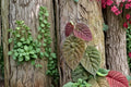 Ficus villosa 3 Cuttings Fresh Unrooted Fig Relative Houseplant