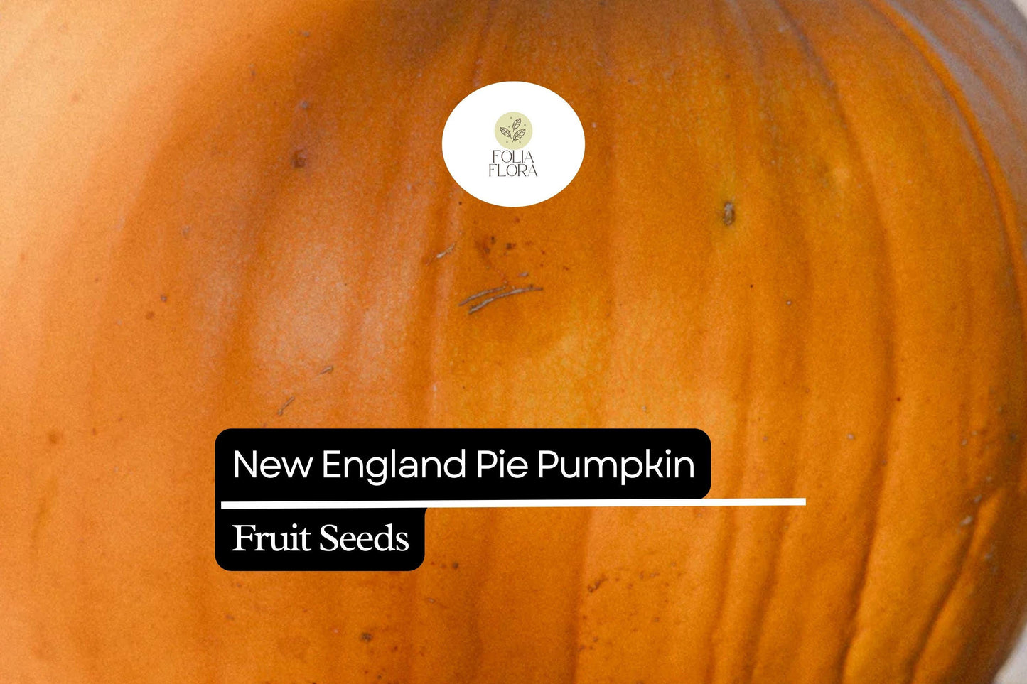 15 Seeds New England Pie Pumpkin (Cucurbita pepo) – Ideal for Baking and Fall Harvest