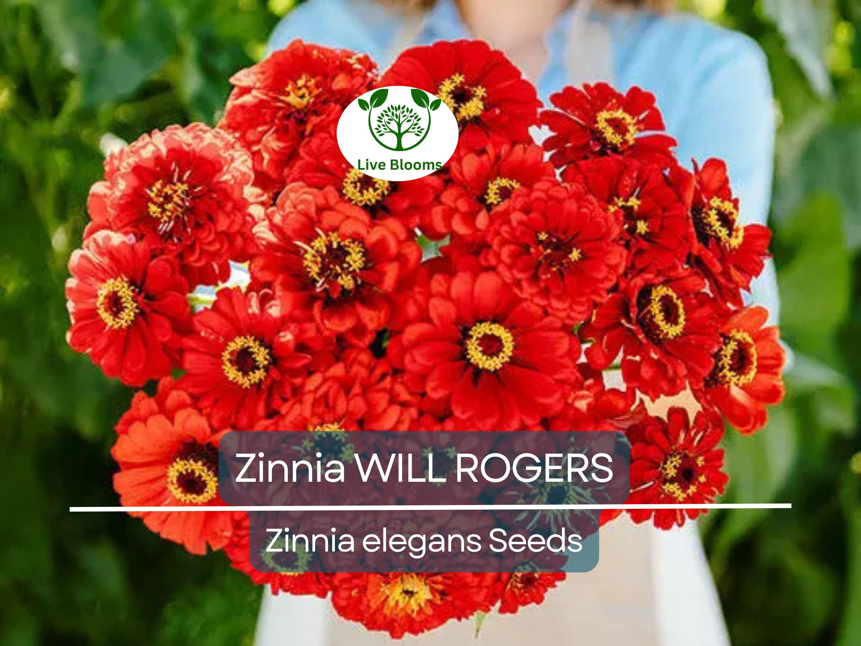 200 Seeds Zinnia WILL ROGERS Hummingbird Red Bees & Butterflies Non-GMO, Zinnia elegans, Bright Red Blooms, Attracts Pollinators