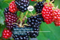 3 Apache Thornless Blackberry Plants - Bare Root, Rubus Fruit Bush, Easy to Grow, High-Yield, Sweet Berries