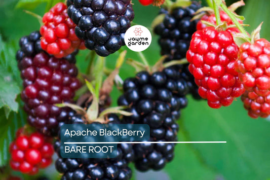 3 Apache Thornless Blackberry Plants - Bare Root, Rubus Fruit Bush, Easy to Grow, High-Yield, Sweet Berries