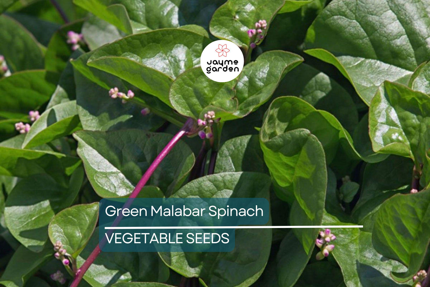 100 Green Malabar Spinach Seeds - Heat-Tolerant Climbing Vine, Non-GMO, Specialty Green
