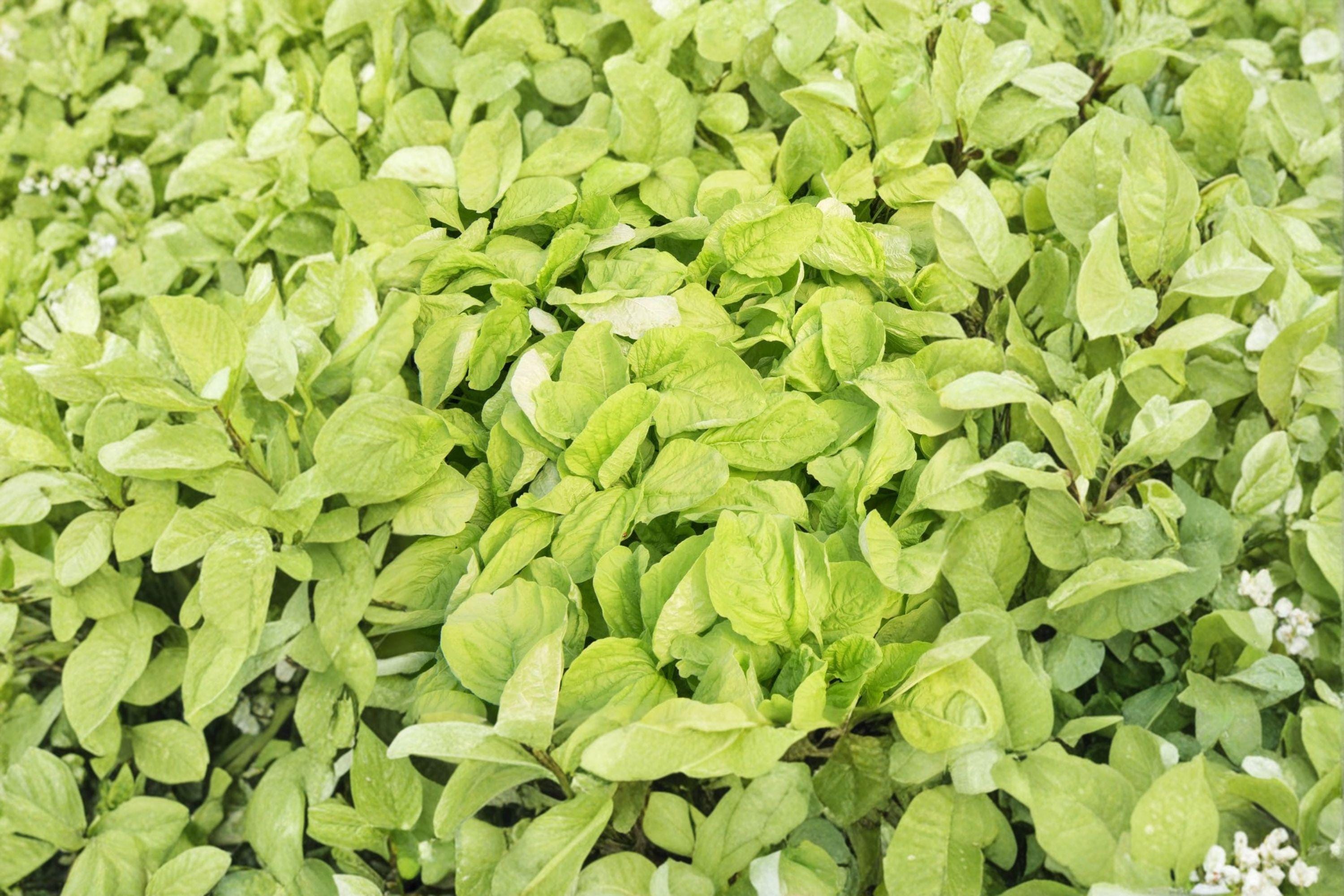 Edible Amaranth – White Light Green 500 Seeds | Heirloom Leaf Vegetable | Fast Growing | Mild Flavor Greens