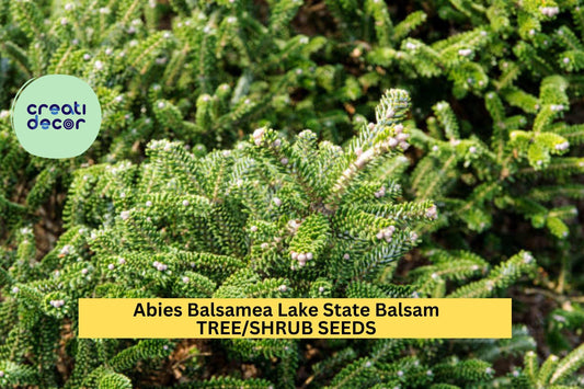 3pcs of 250mg Abies Balsamea Seeds for Planting – Lake State Balsam Fir Tree Seeds for Cold-Hardy Evergreen Landscaping or Christmas Trees