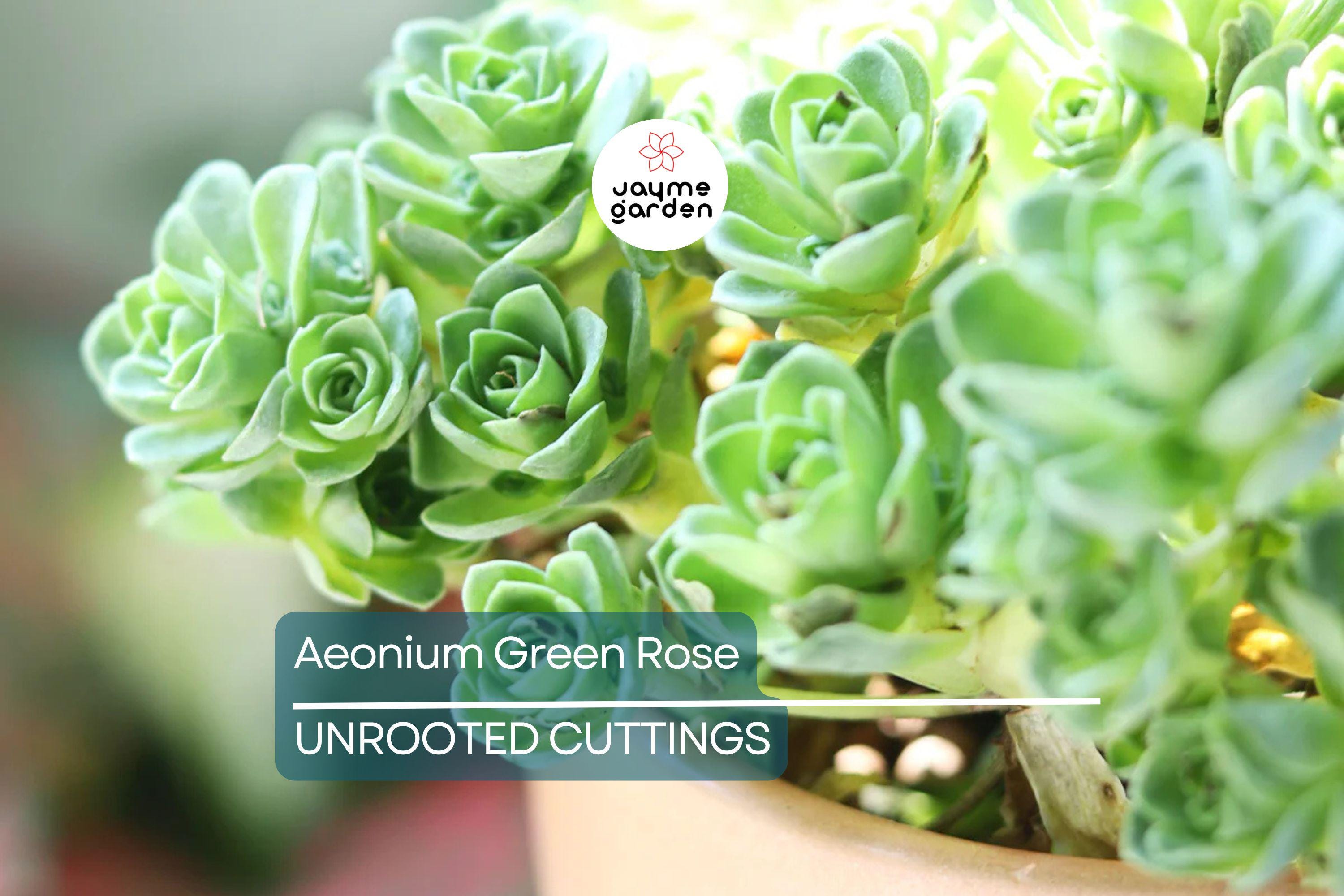 Aeonium Green Rose Cutting | 3" Head | Fresh Unrooted Succulent | Easy to Grow | Perfect for Propagation