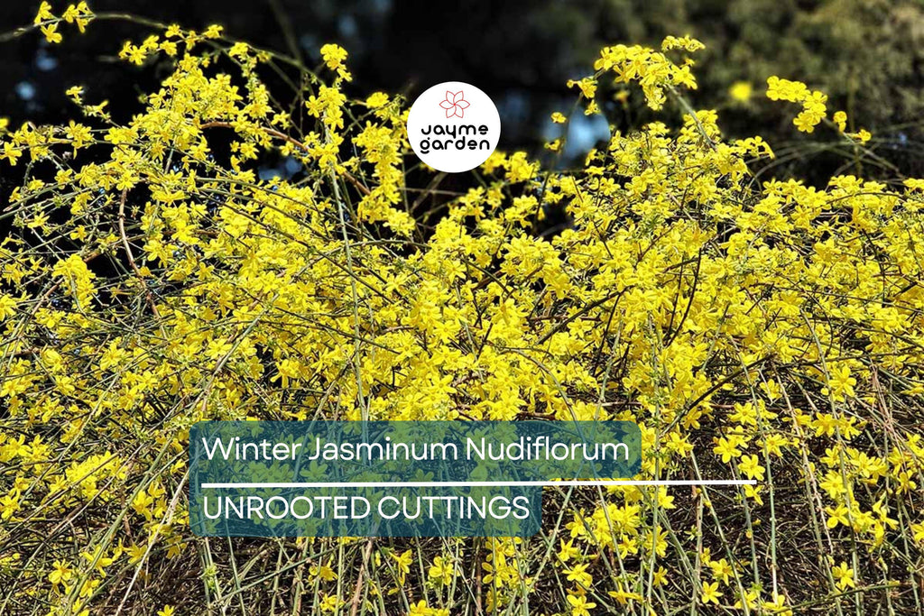 Jasminum Nudiflorum Winter Jasmine Vine, 7+ Fresh Cuttings, Bright Yellow Flowers, January Blooms