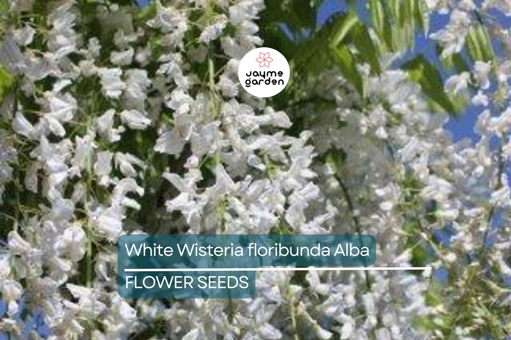 5 White Wisteria floribunda Alba Seeds – Hardy Climbing Vine, Fragrant White Flowers, Rare for Garden