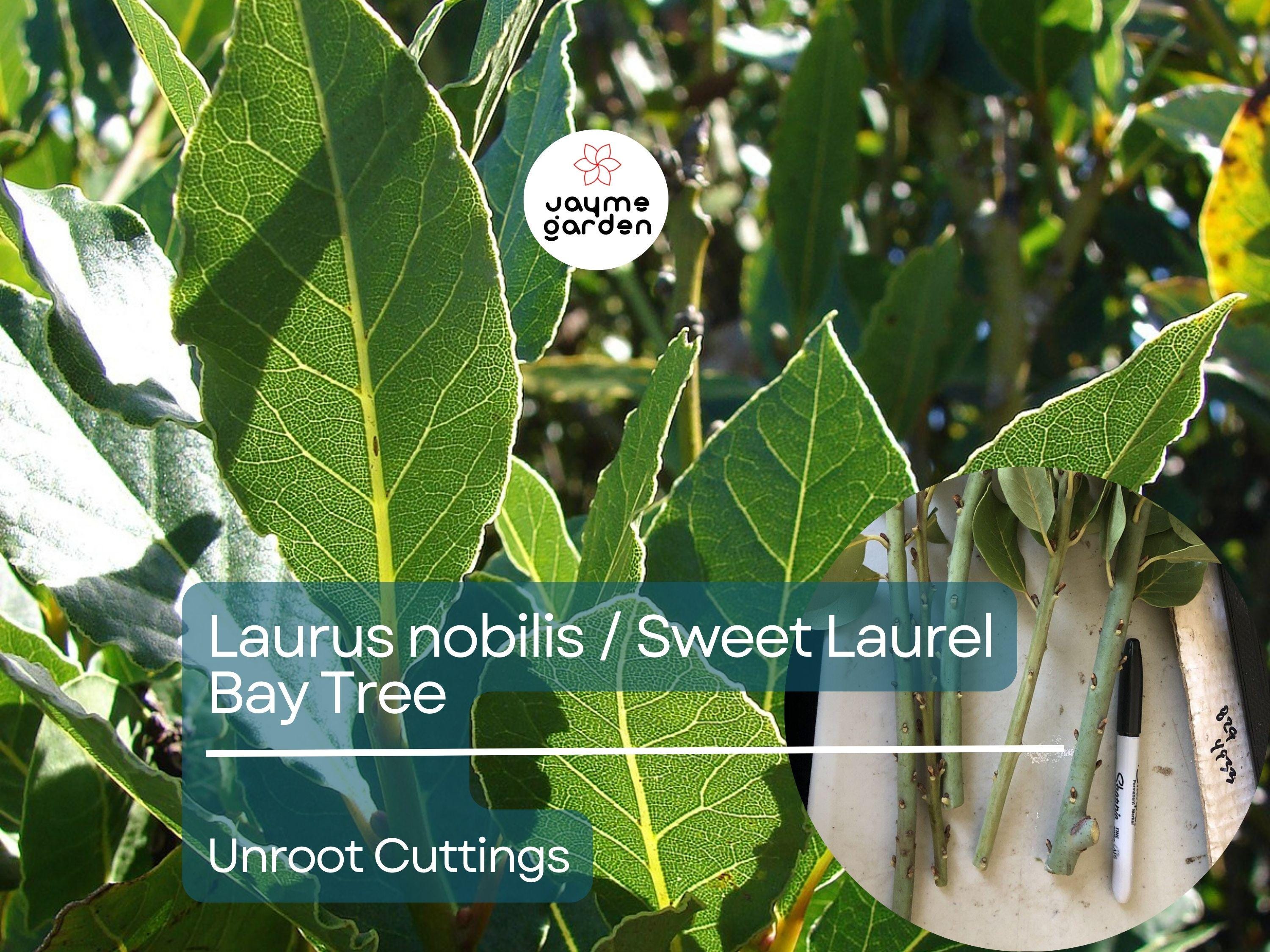 5 Unroot Cuttings (5-inch) Sweet Laurel Bay Tree - Fresh Bay Leaf Herb Plant Cuttings for Garden & Culinary Use - Laurus nobilis