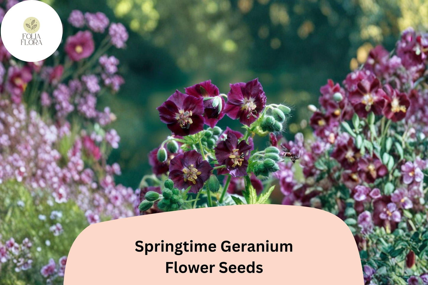 25+ Springtime Geranium Seeds | Hardy Perennial Cranesbill | Colorful Garden Flowers for Borders, Beds & Pollinator Gardens