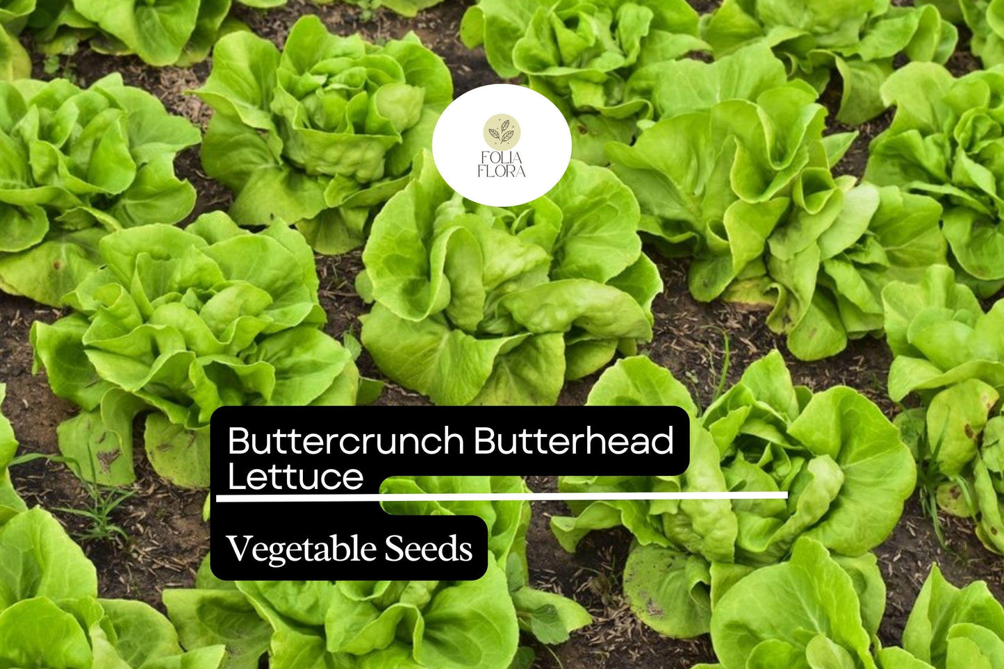 1000 Buttercrunch Lettuce Seeds – Lactuca sativa – Heirloom, Sweet & Buttery, Heat-Tolerant, Perfect for Salads