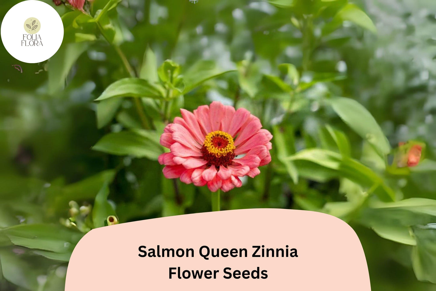 100+ Salmon Queen Zinnia Seeds | Soft Pink-Orange Blooms | Easy Annual Garden Planting | Pollinator Friendly Cut Flowers