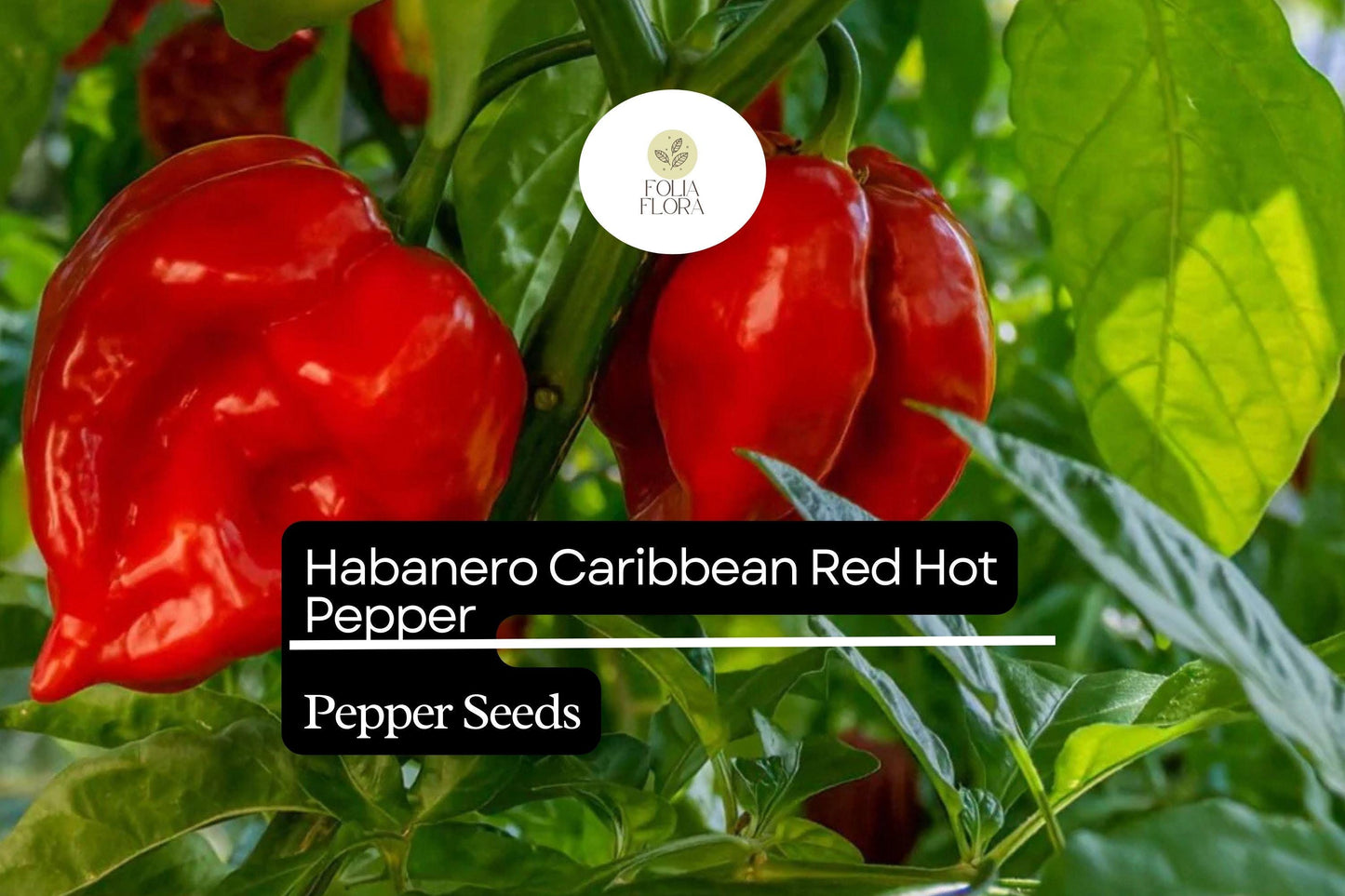 25 Caribbean Red Habanero Pepper Seeds – Capsicum chinense – Extra Hot & Fruity, High-Yielding