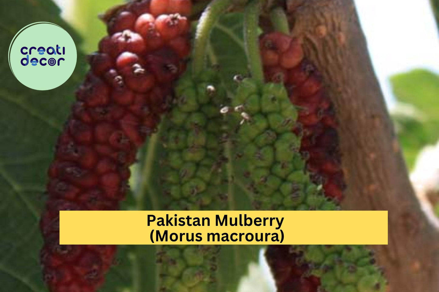 Pakistan Mulberry Cuttings (10 Pack) – Fresh Organic Hardwood Cuttings for Rooting or Grafting, Morus macroura