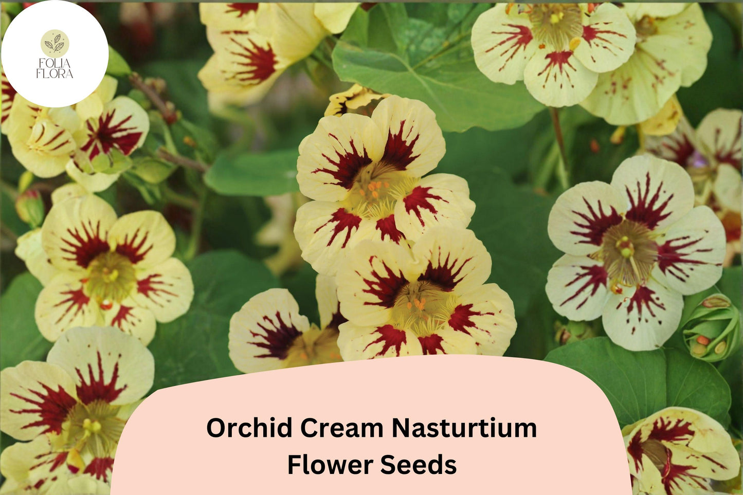 50+ Orchid Cream Nasturtium Seeds | Tropaeolum majus | Soft Cream & Pink Blooms