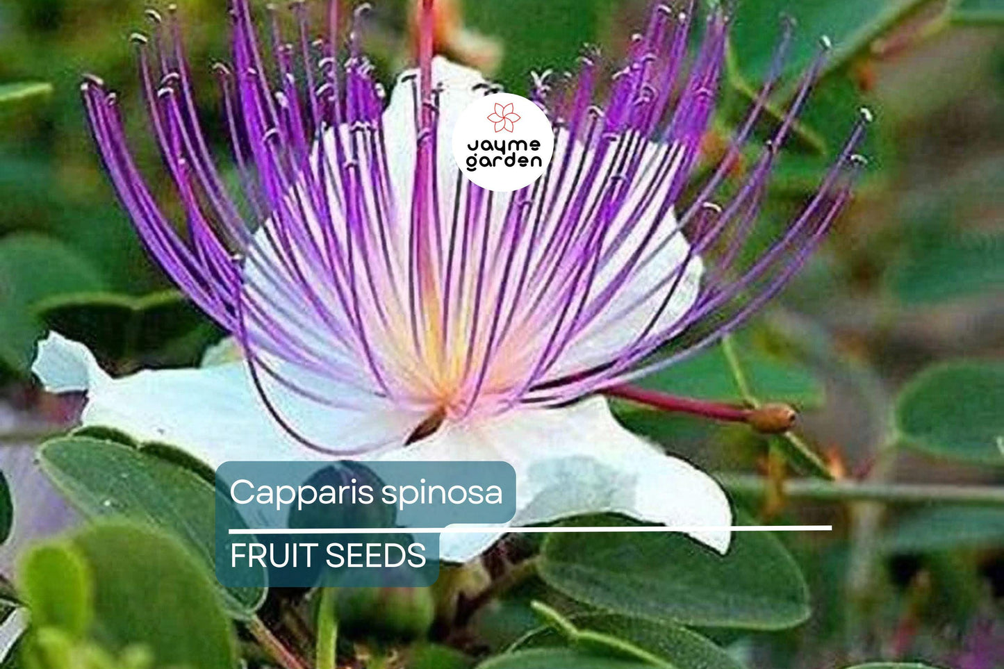 50 Caper Seeds (Capparis spinosa) - Non-GMO | Grow Your Own Caper Bush | Edible Buds & Berries | Perennial Herb | Free Shipping