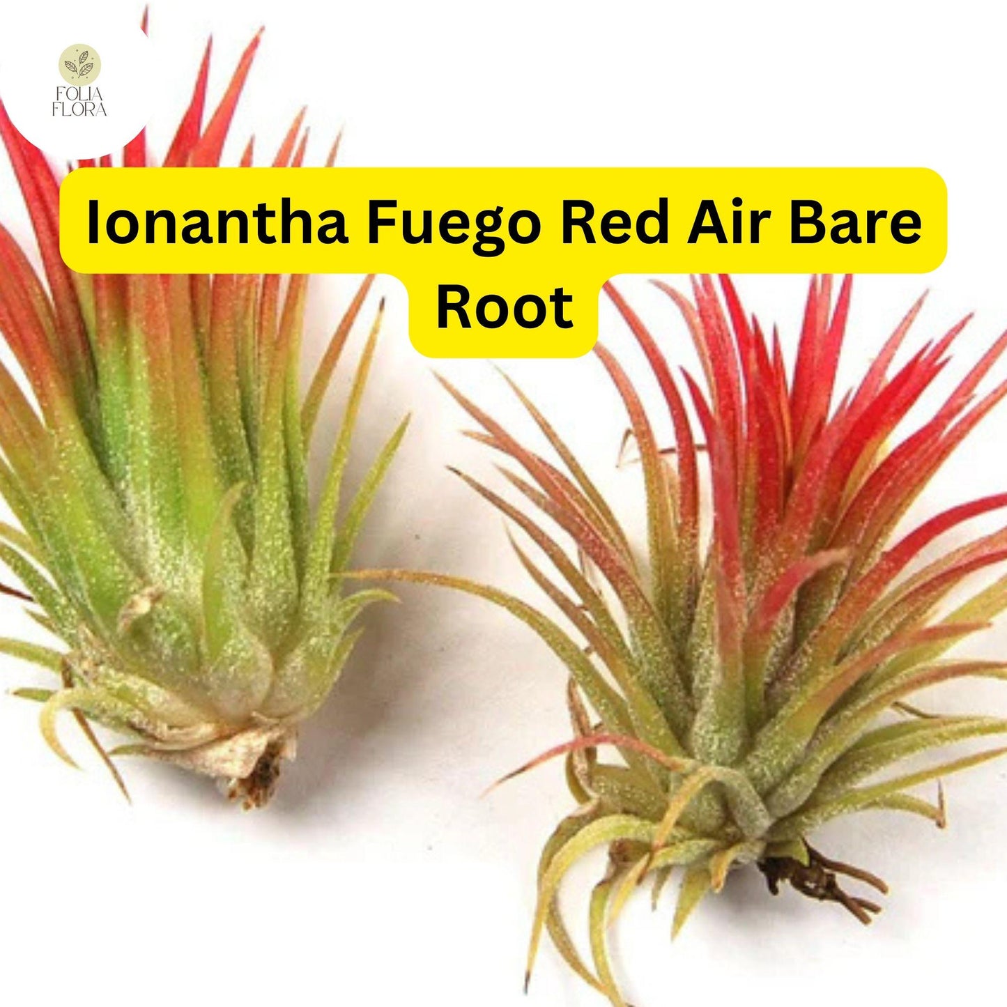5 Bare Root Ionantha Fuego Red Air Plants, Low Maintenance, Exotic Variety, Tillandsia