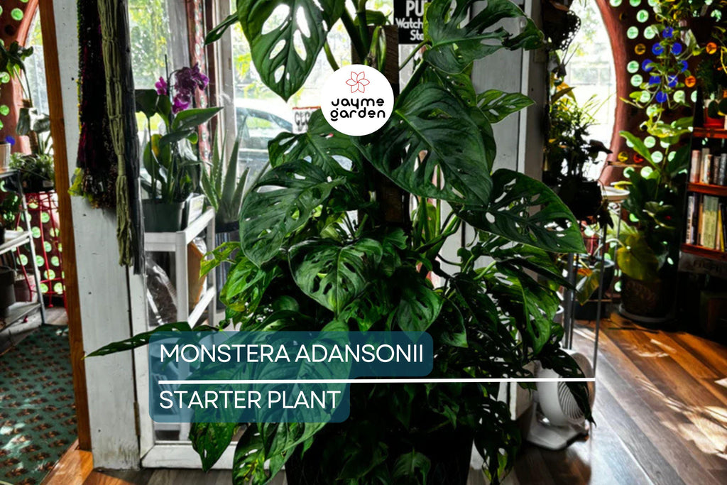 Monstera Adansonii (Swiss Cheese Plant) Live Starter Plant Easy Care, Climbing Tropical Beauty | 6" Cutting