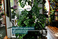 Monstera Adansonii (Swiss Cheese Plant) Live Starter Plant Easy Care, Climbing Tropical Beauty | 6" Cutting