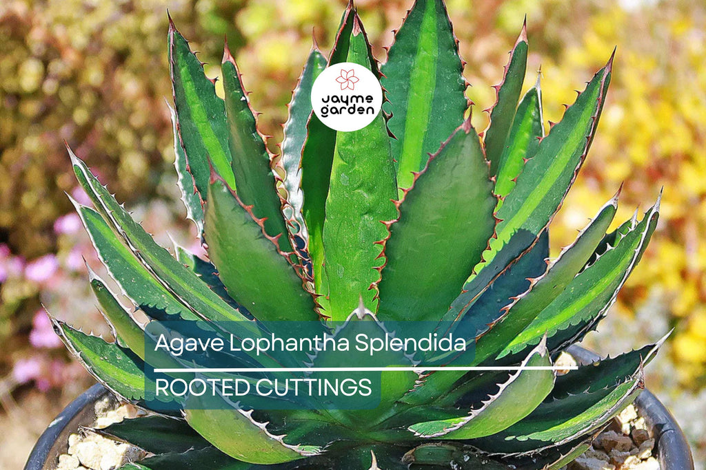 Agave Lophantha 'Splendida' – Rare Center Stripe Agave Succulent – 3" Tall Starter Plant – Exotic & Hardy