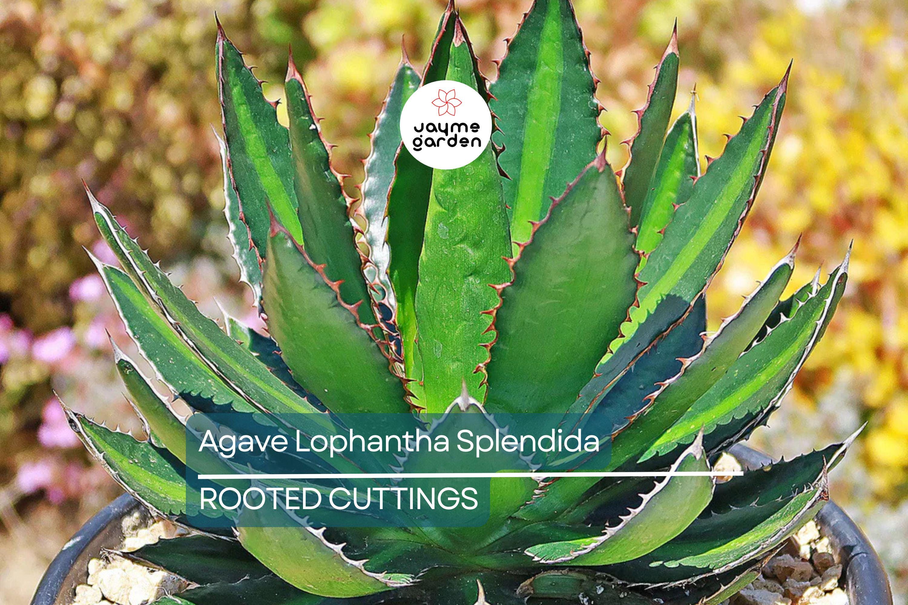 Agave Lophantha 'Splendida' – Rare Center Stripe Agave Succulent – 3" Tall Starter Plant – Exotic & Hardy