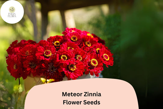 100+ Meteor Zinnia Seeds – Deep Red Blooms for Garden Planting, Borders & Cut Flowers