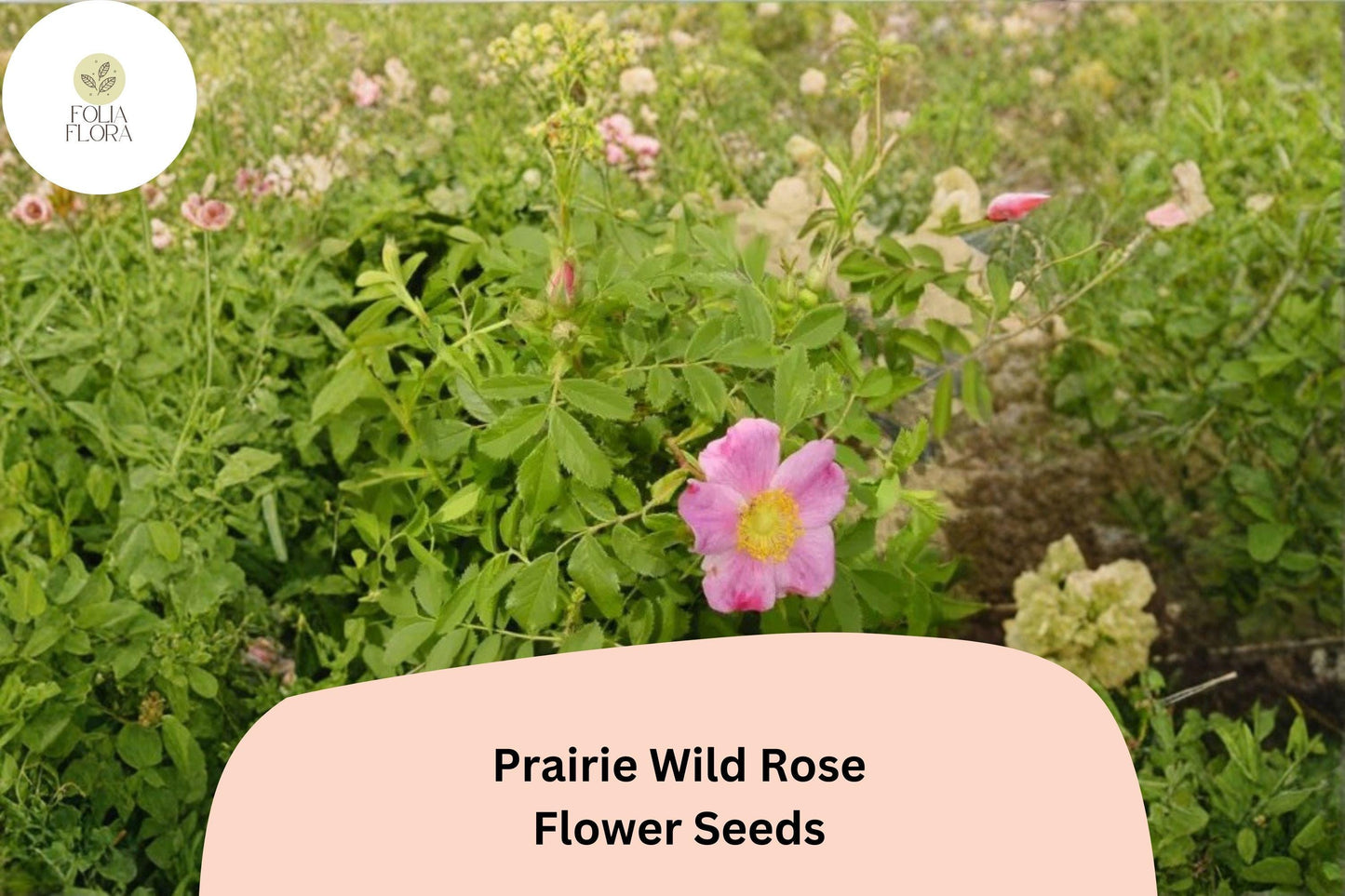 Prairie Wild Rose Seeds – 10 Rosa arkansana | Perennial Shrub for Pollinator, Prairie & Natural Gardens