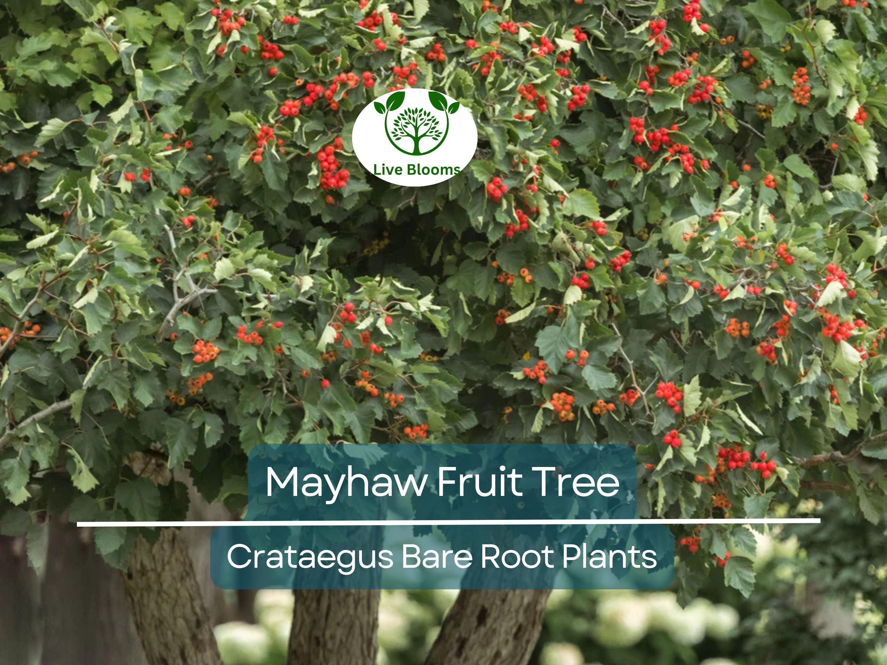 2 Mayhaw Fruit Trees – Live Heirloom Seedlings 6” Tall – Bare Root Red Apple-Hawthorn – Southern Native for Jelly & Wildlife